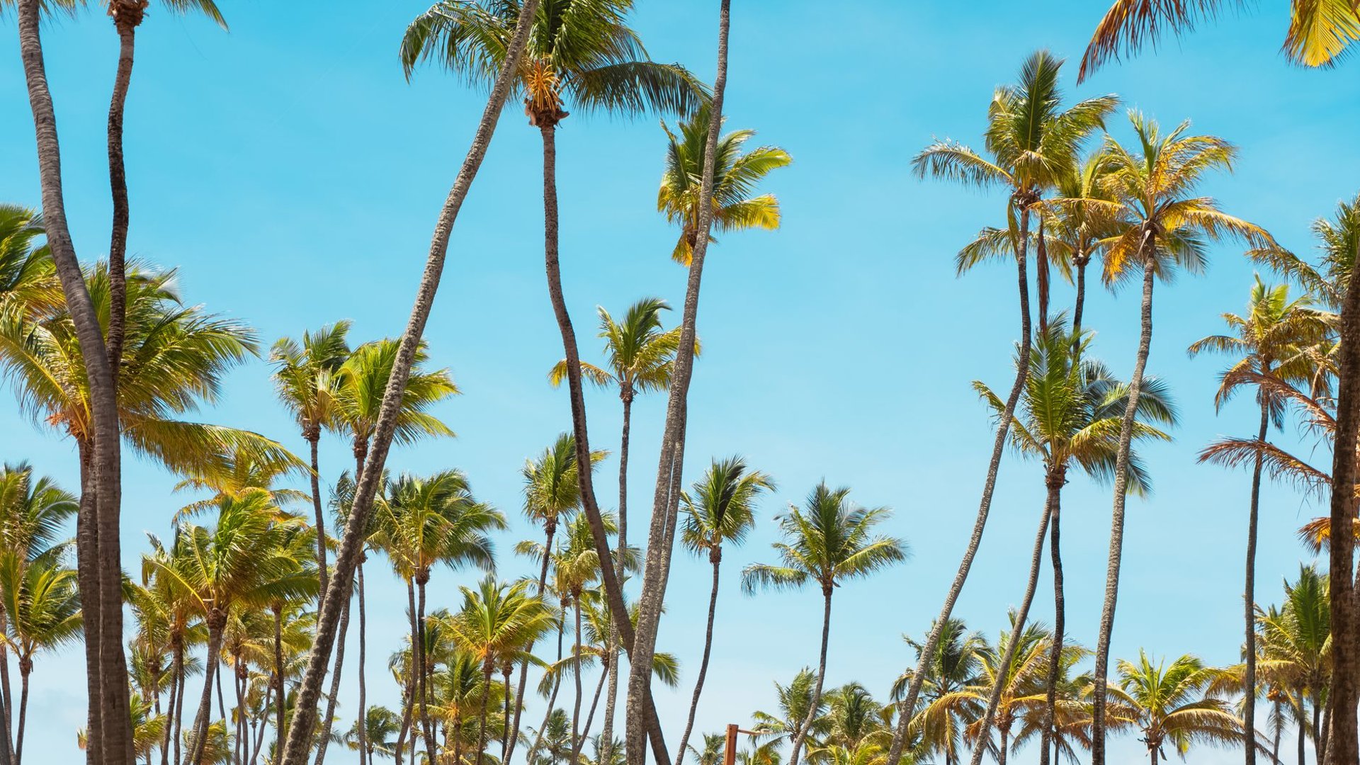 Palmen vor blauem Himmel, Symbolbild Curaçao-Lizenzreform
